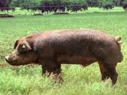 Duroc