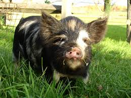 Kunekune